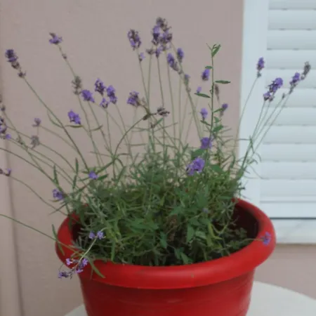 Kondylenia Lägenhet *